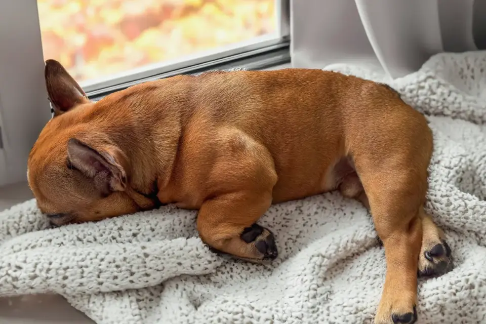Dog resting by a window
