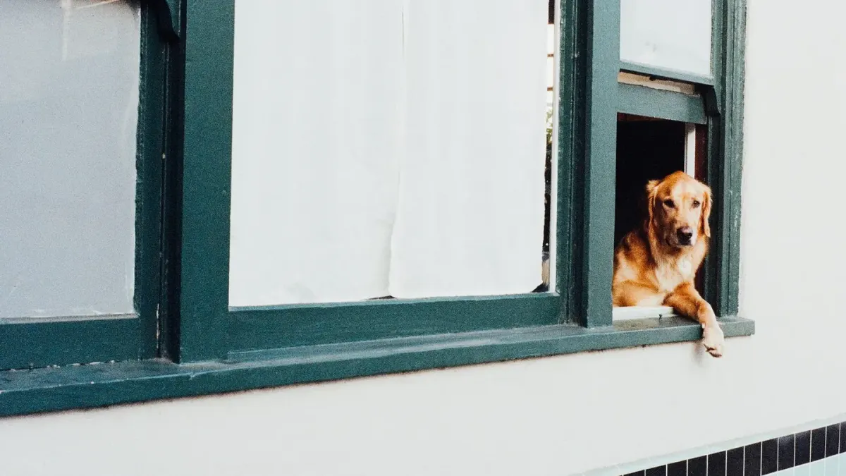Dog resting by a window