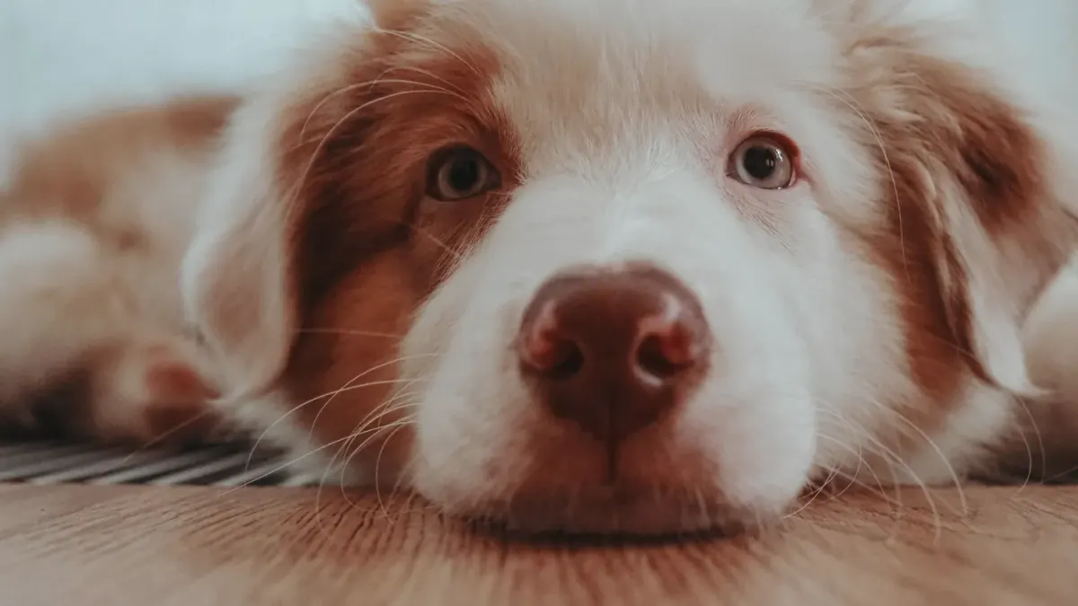 Dog resting by a window