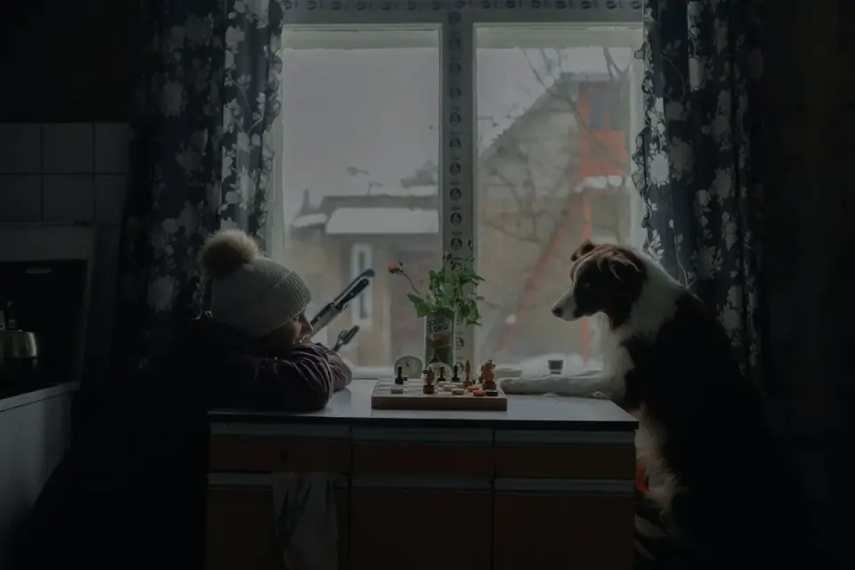 Dog resting by a window