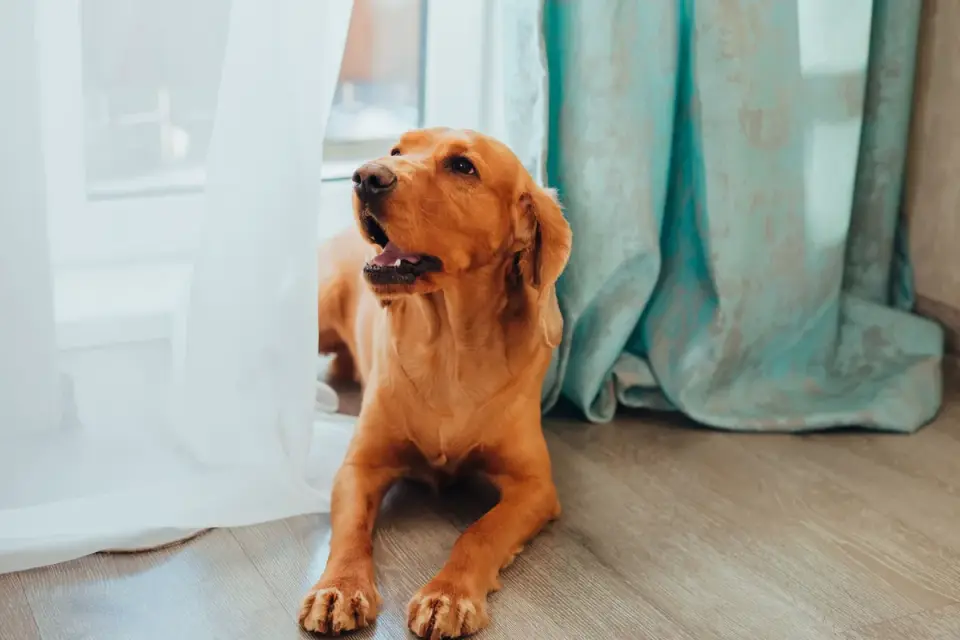 Dog resting by a window