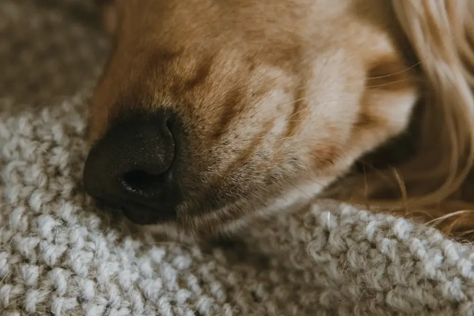 Dog resting during travel