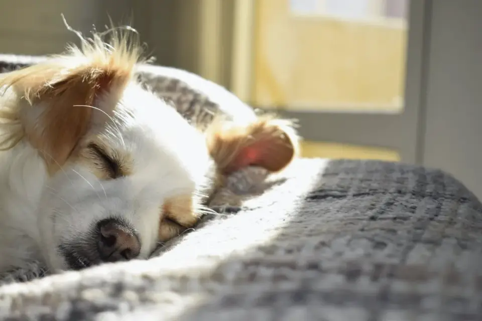 Dog resting during travel