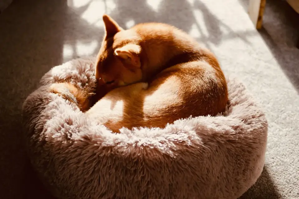 Dog resting in a bed