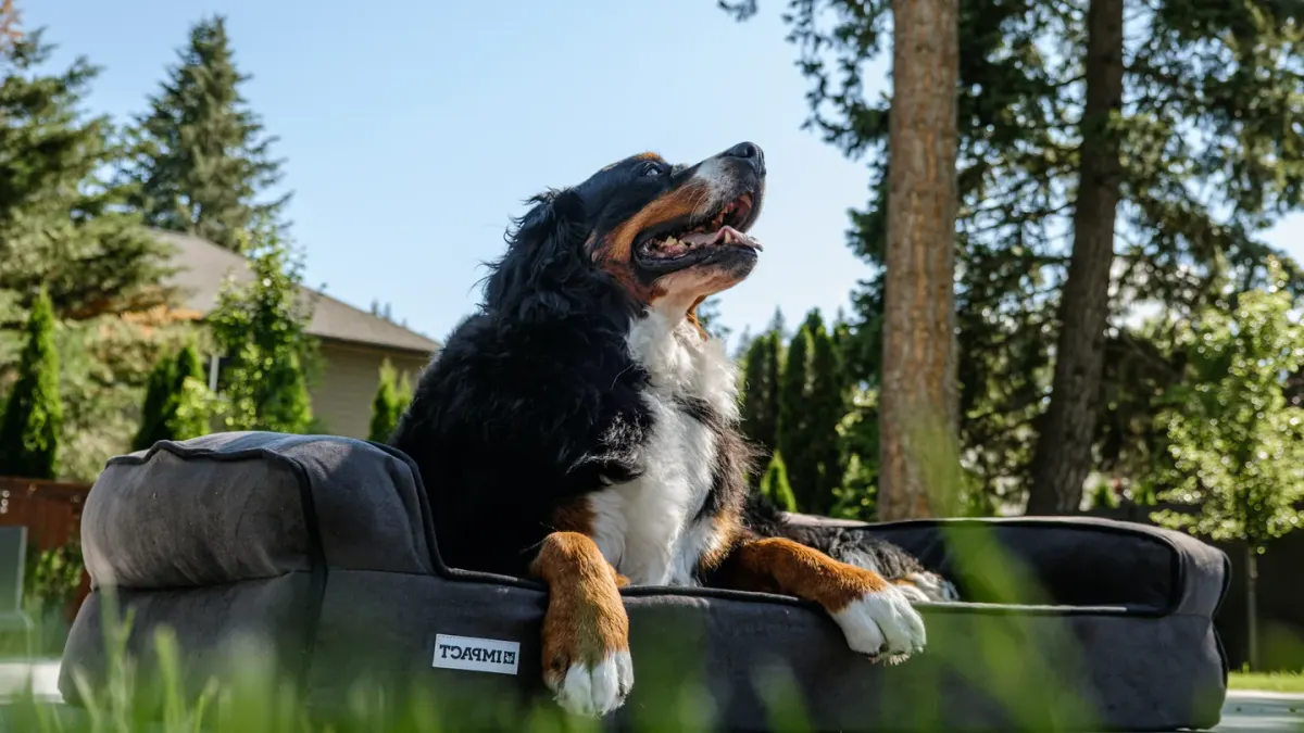 Dog resting in a bed