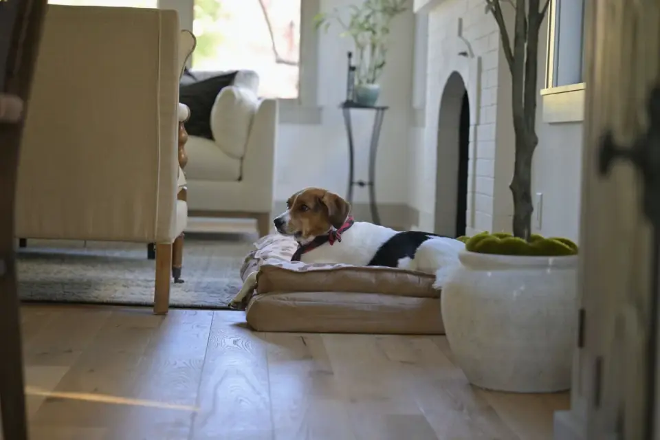 Dog resting in a bed