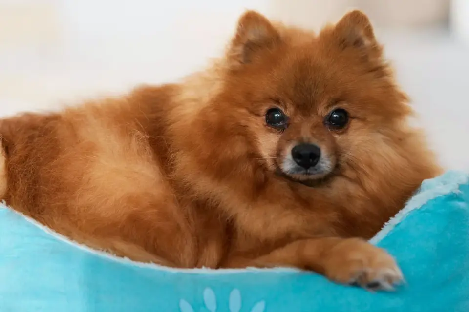 Dog resting in a bed
