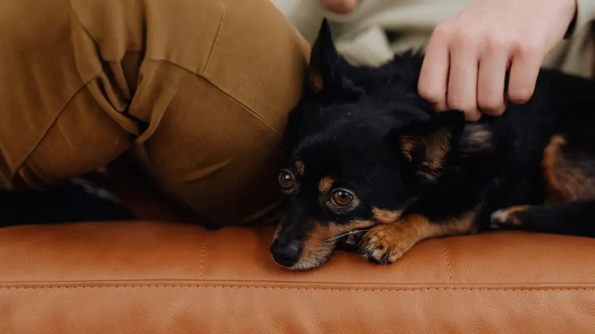 Dog resting on a sofa