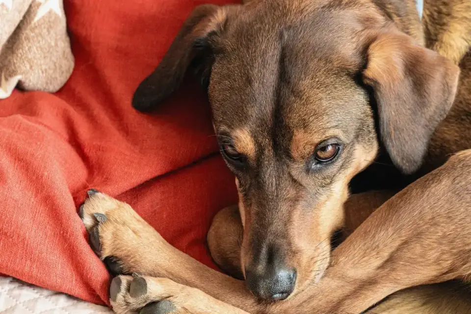 Dog resting on a sofa