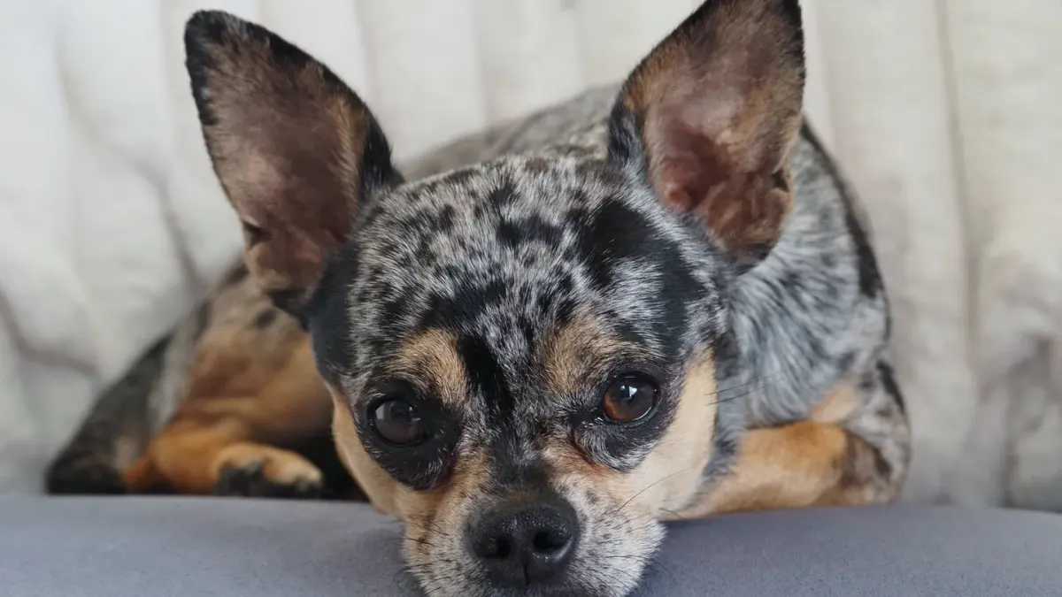Dog resting on a sofa