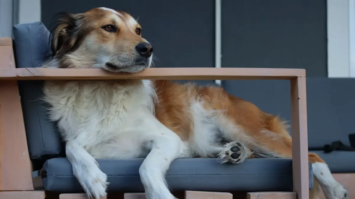Dog resting on a sofa