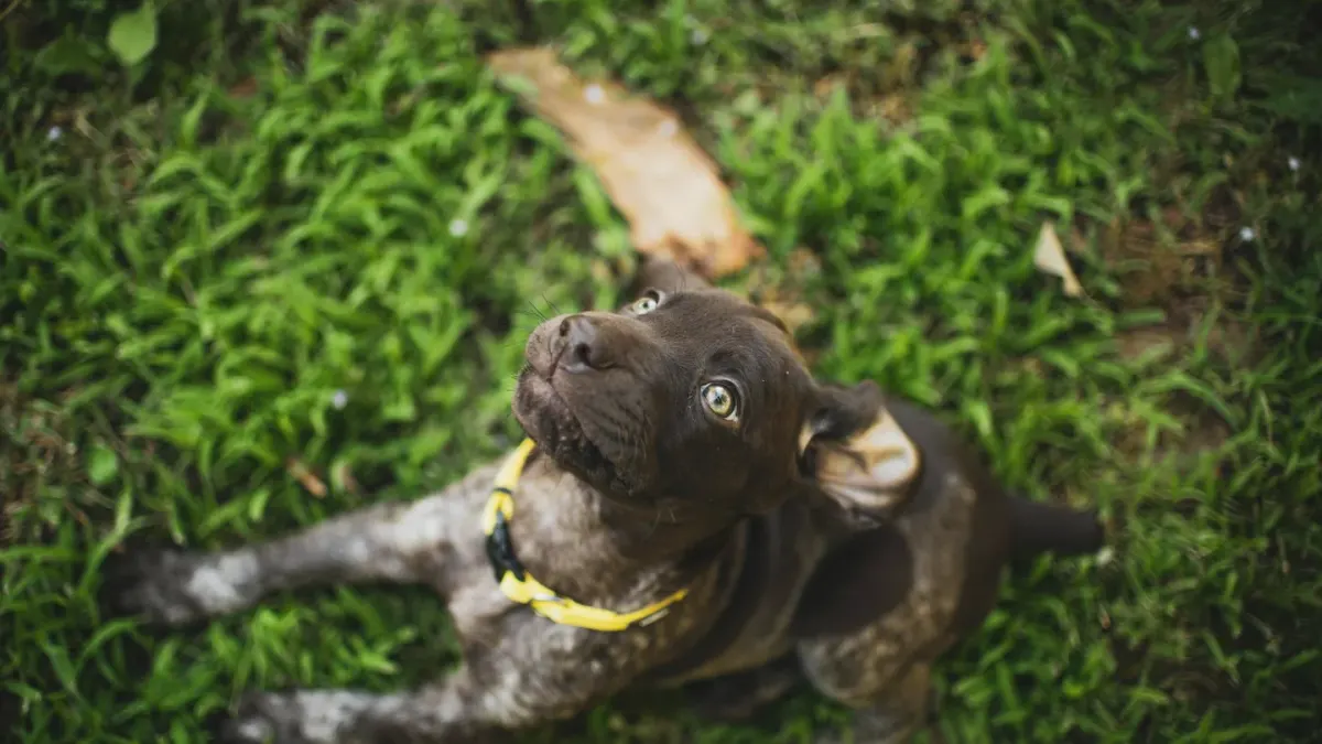 Dog sitting on command