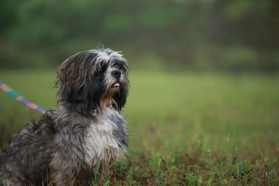 Dog sitting on command