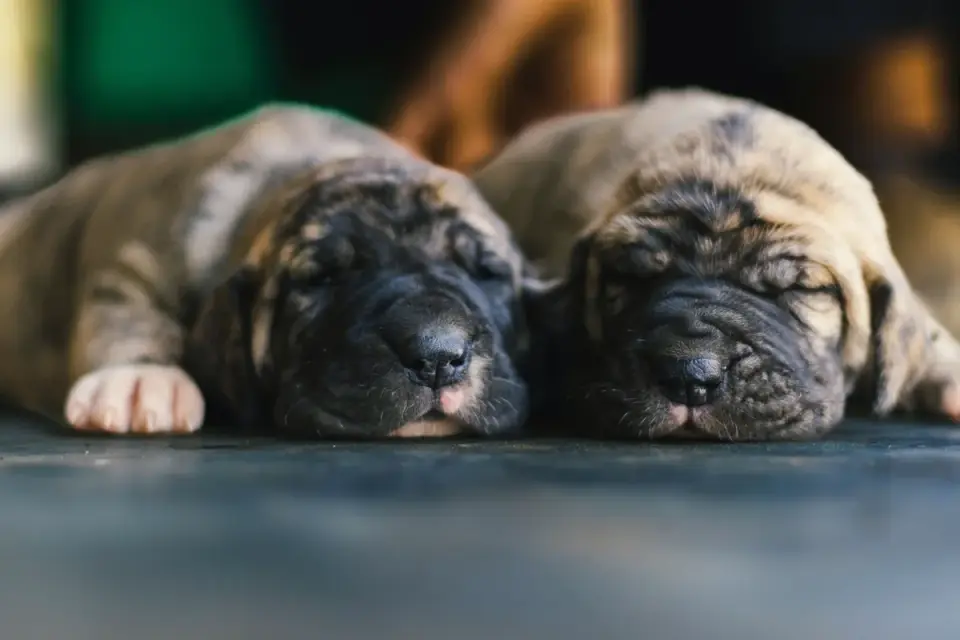 Dog sleeping at home