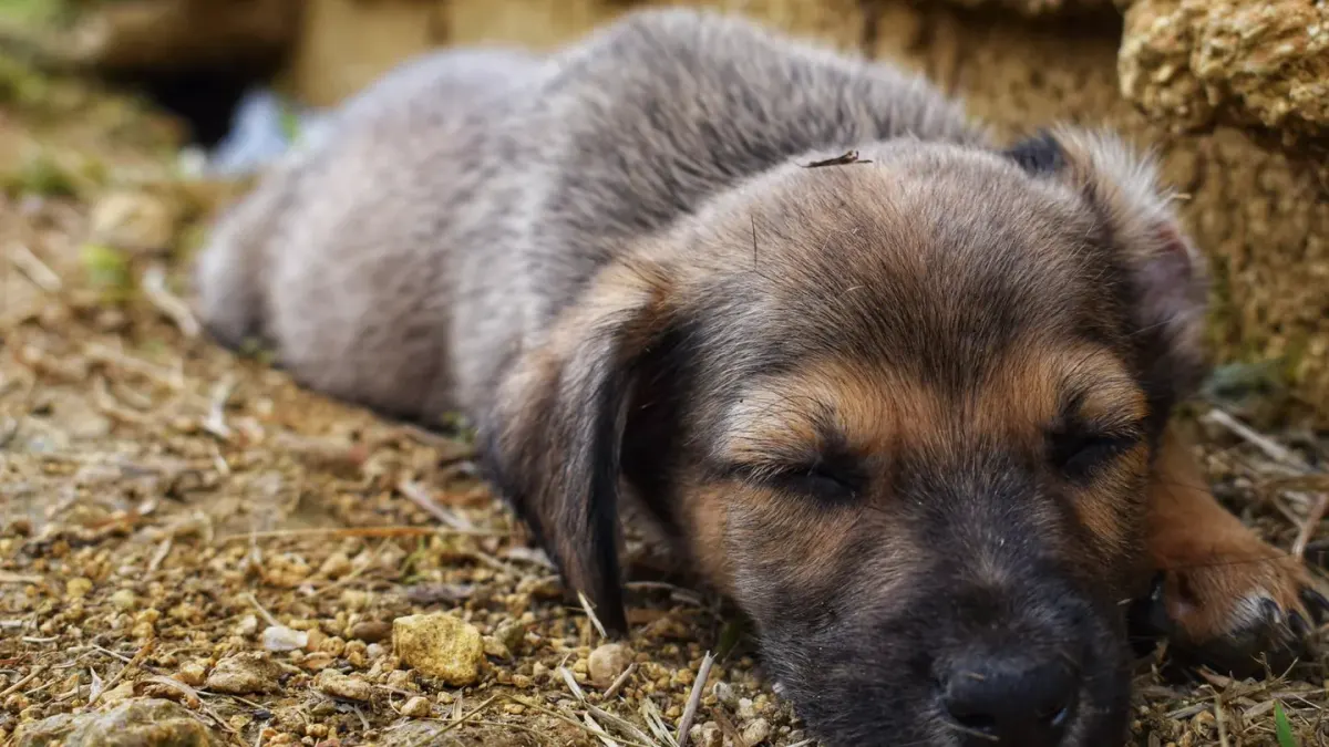 Dog sleeping at home