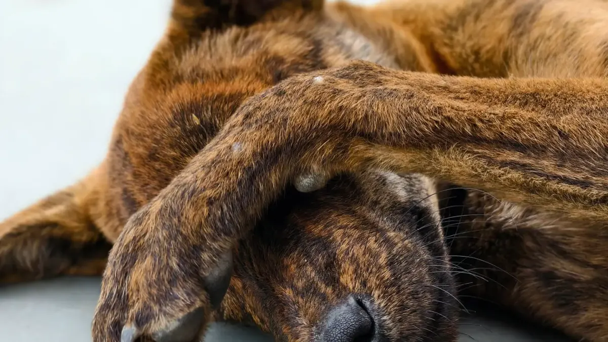 Dog sleeping at home