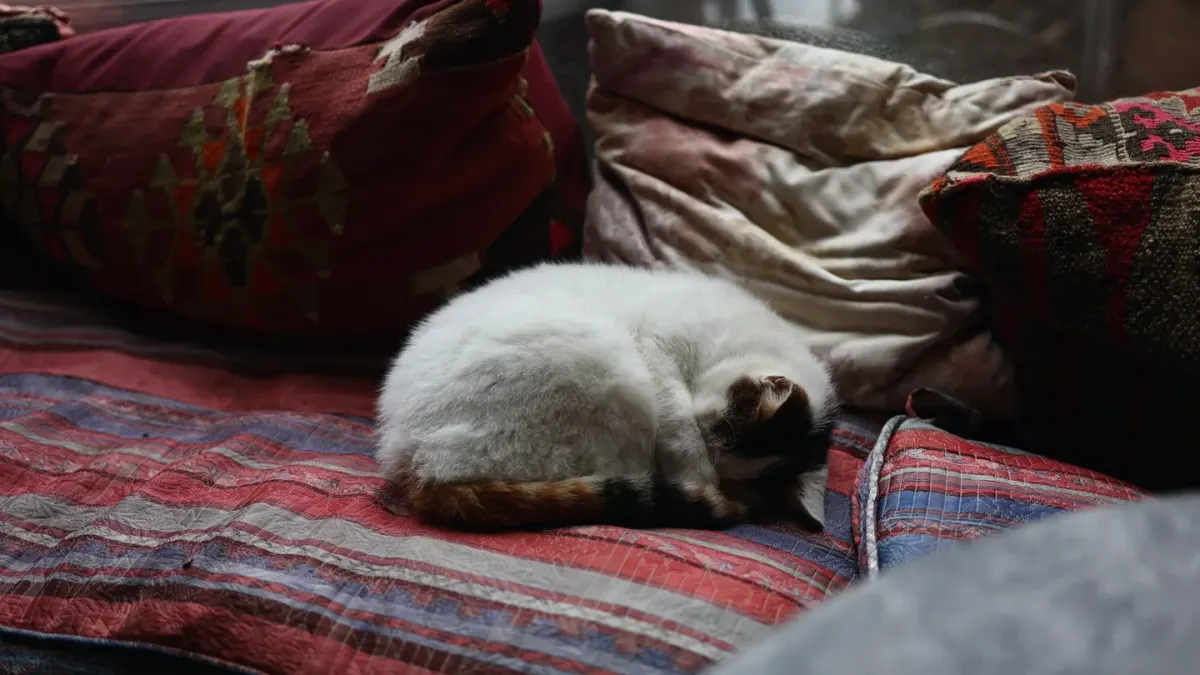 Dog sleeping at home