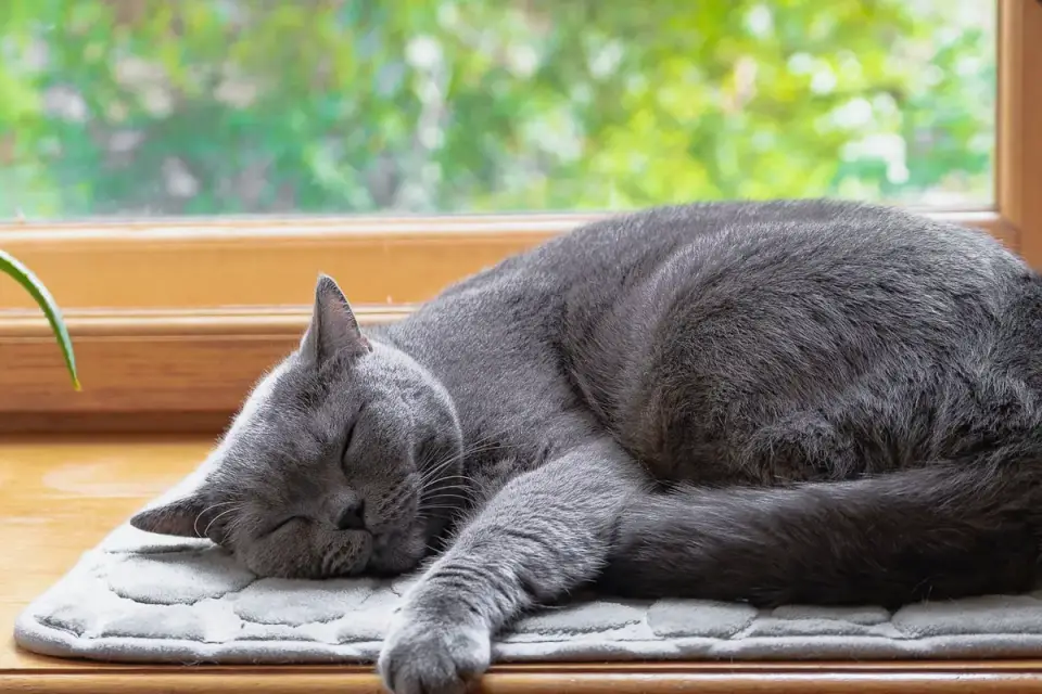 Dog sleeping at home
