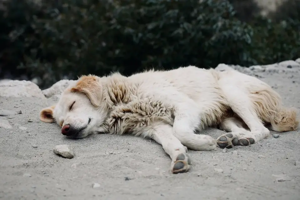 Dog sleeping at home