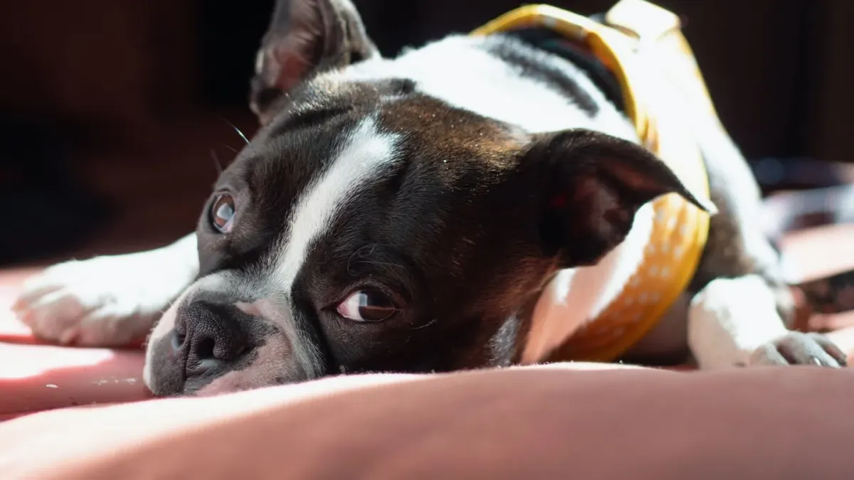 Dog sleeping in sunlight