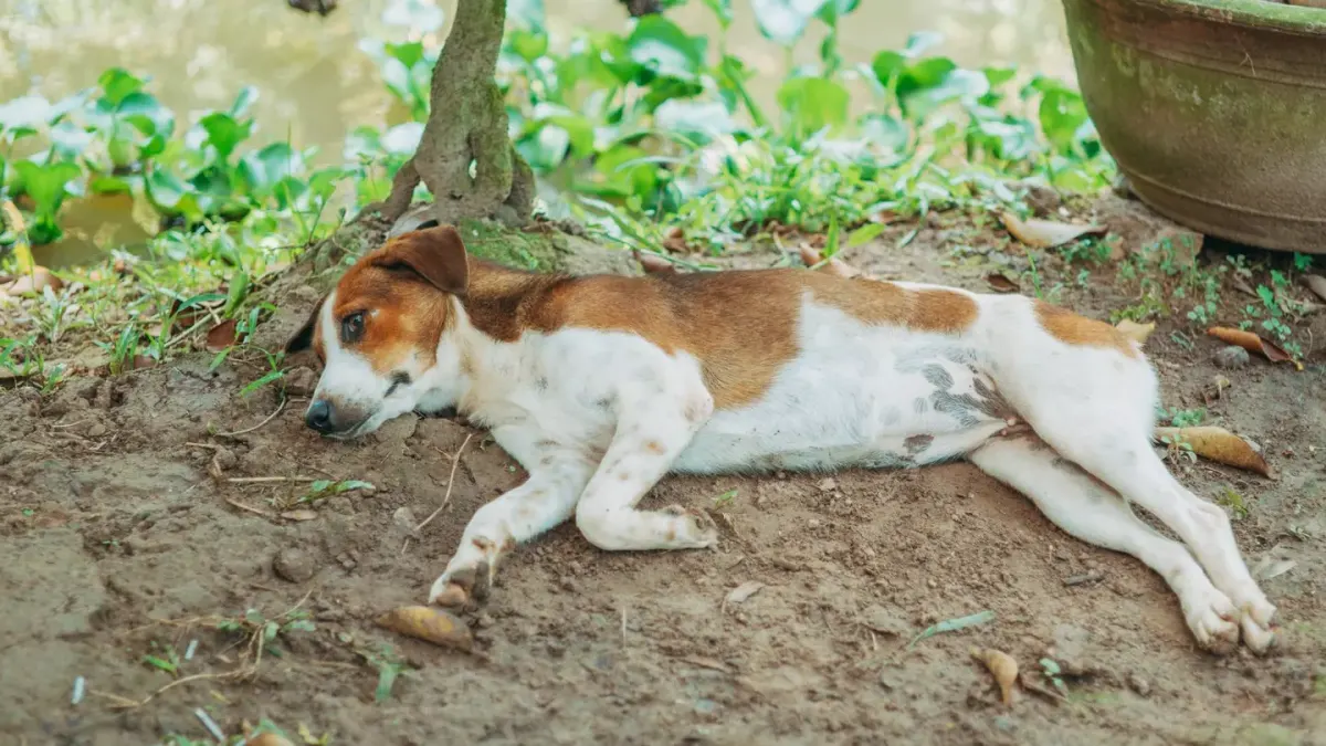 Dog sleeping in sunlight