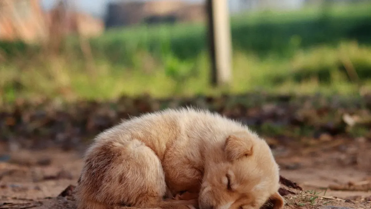 Dog sleeping in sunlight
