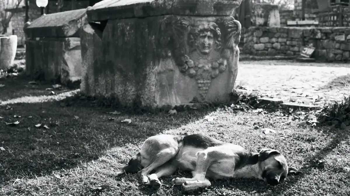 Dog sleeping in sunlight