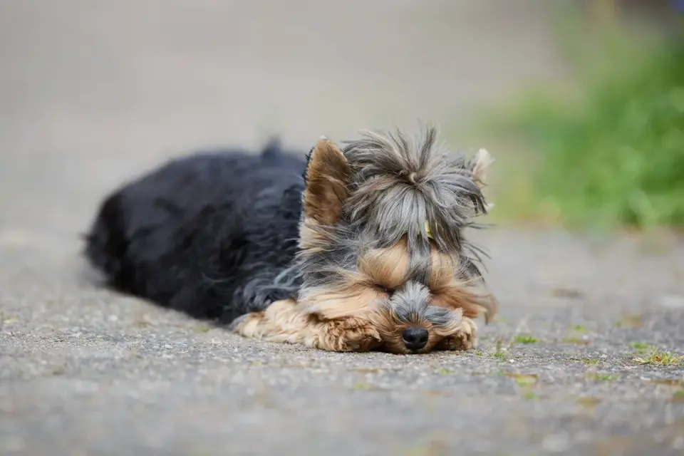 Dog sleeping in sunlight