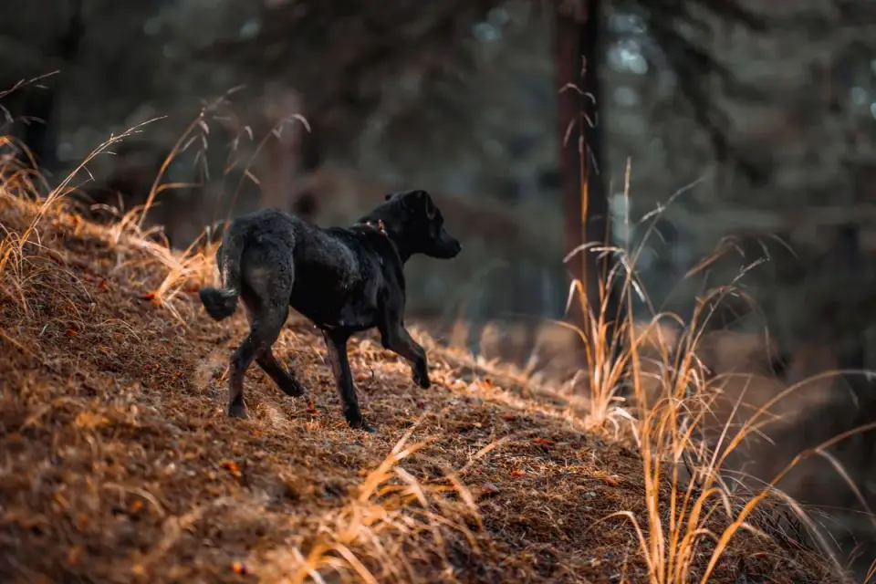 Dog sniffing grass