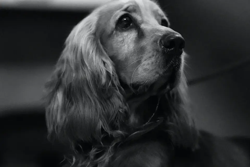 Dog standing indoors