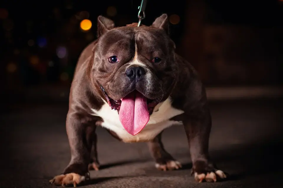 Dog standing indoors