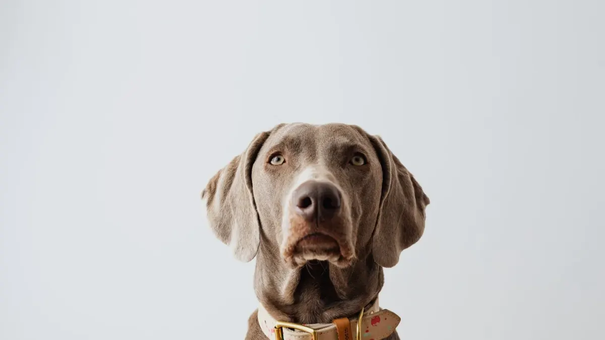 Dog standing indoors
