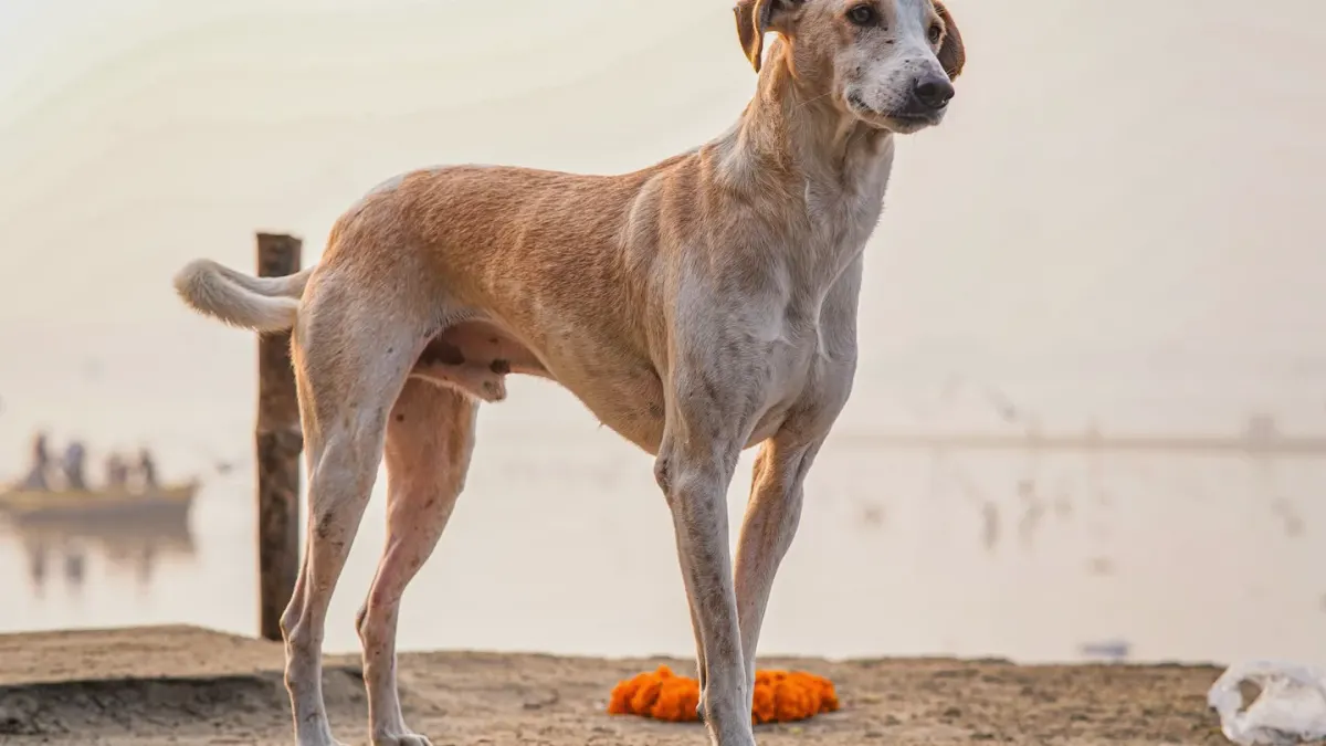 Dog standing indoors