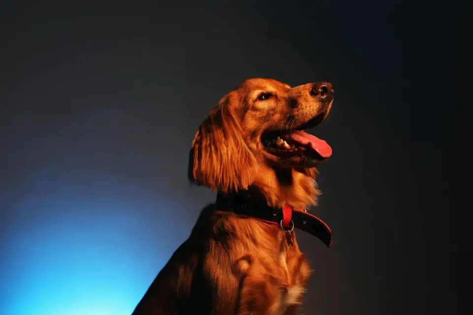 Dog standing indoors