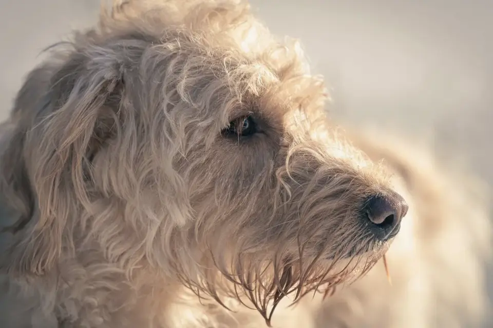 Dog standing indoors