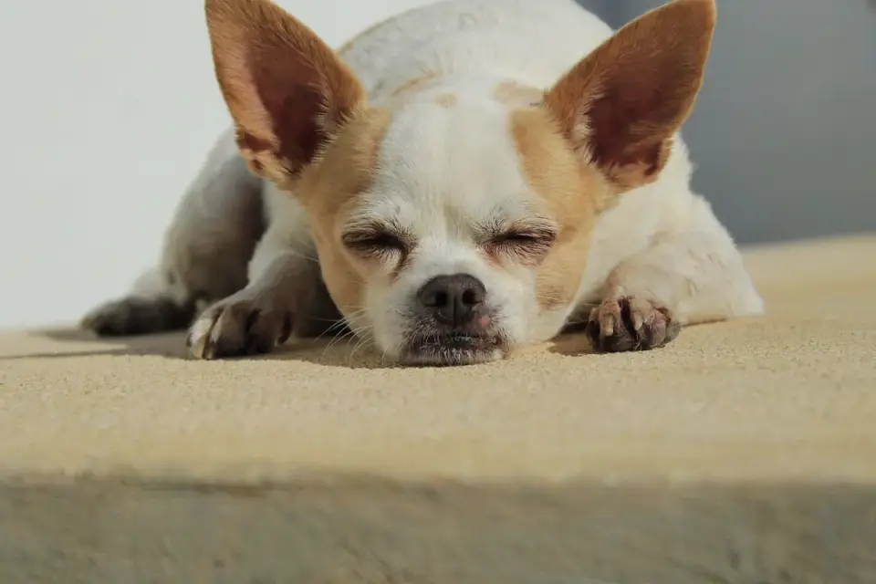Dog stretching indoors