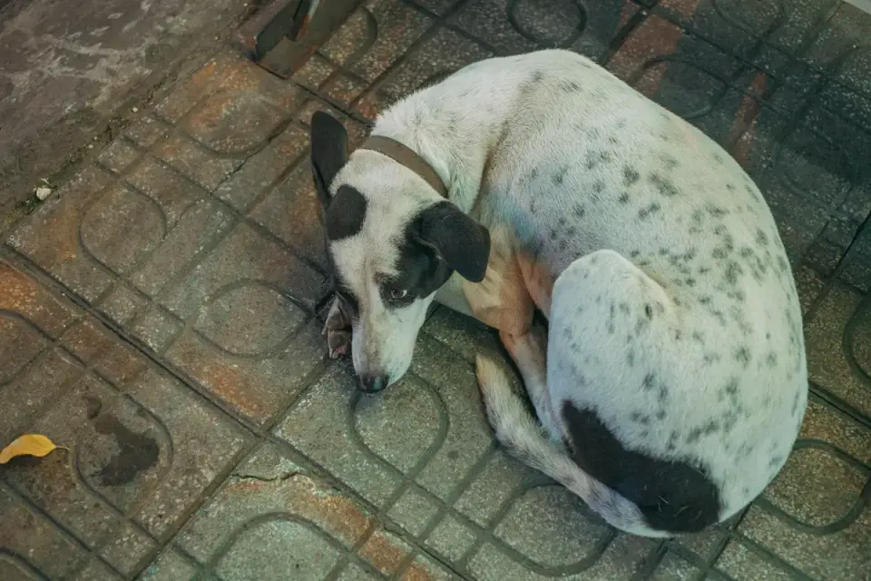 Dog stretching indoors