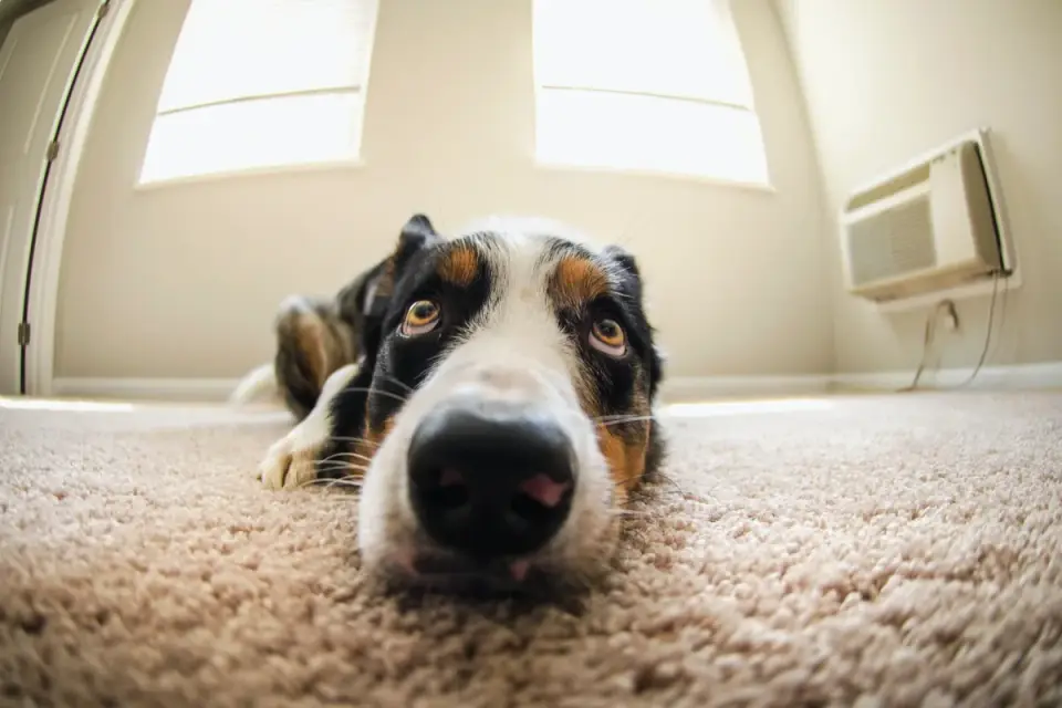 Dog stretching indoors
