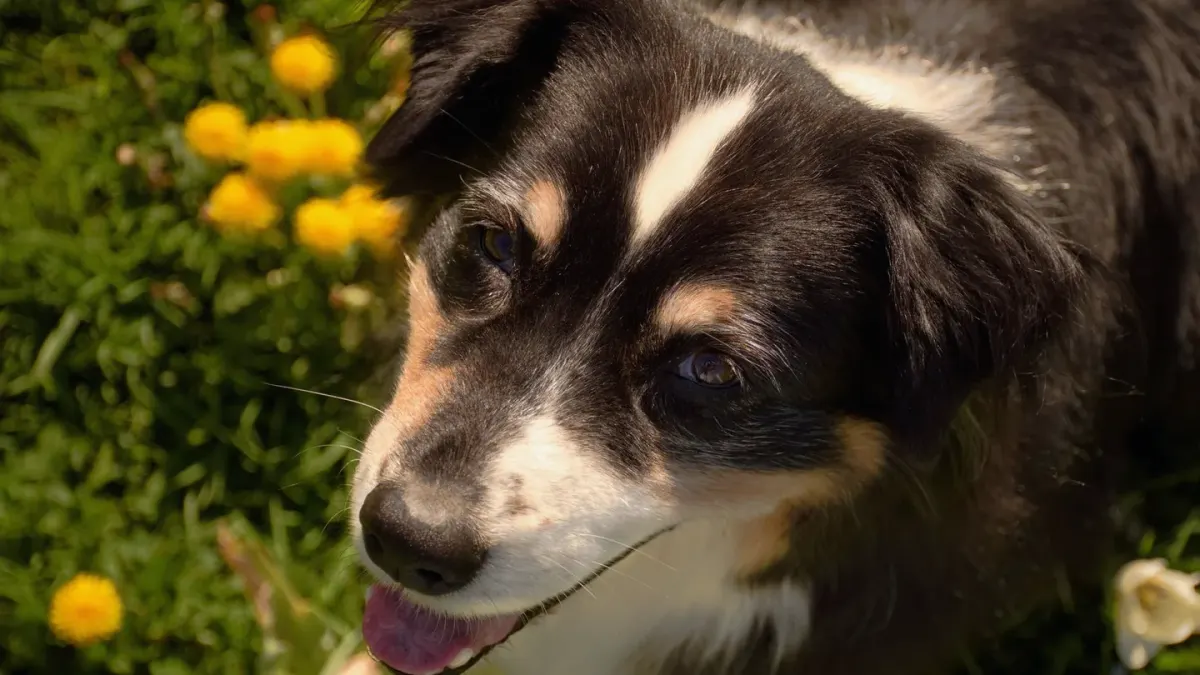Dog tilting its head