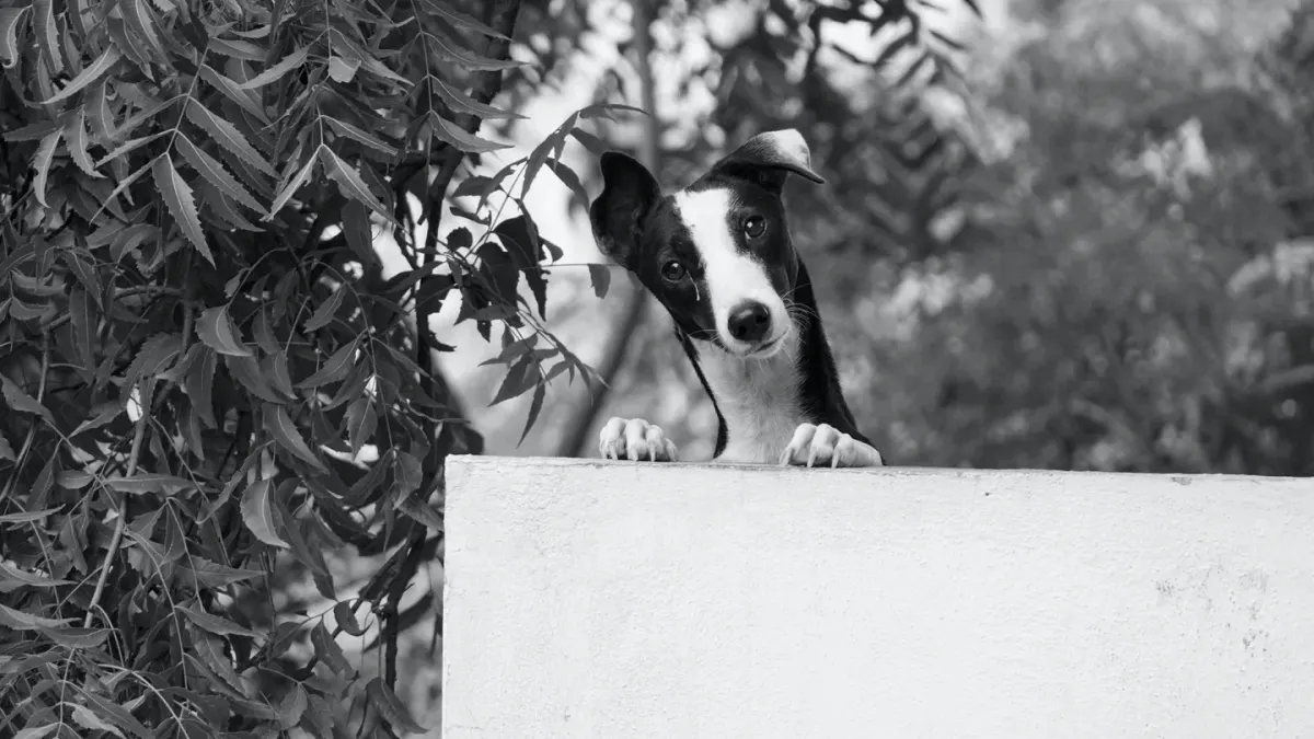 Dog tilting its head
