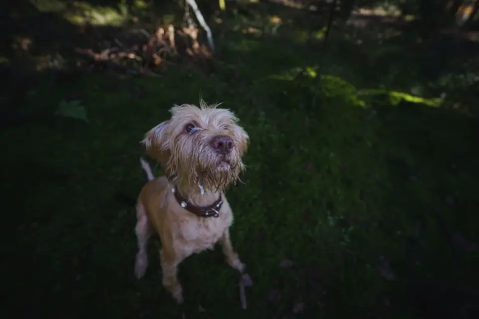 Dog tilting its head