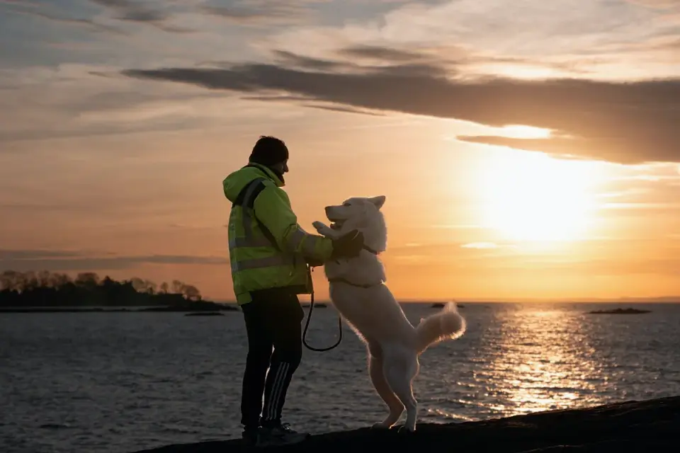 Dog traveling with an owner
