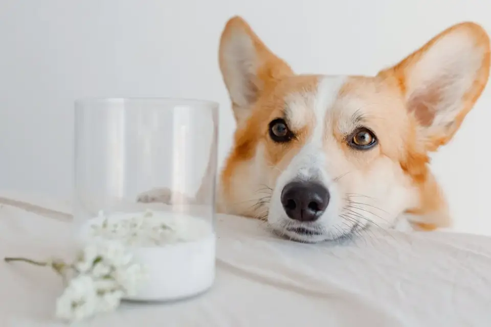 Dog waiting beside a bowl