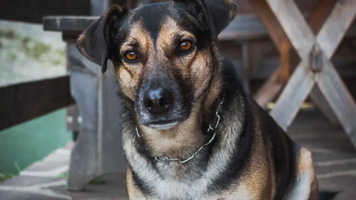 Dog waiting beside a bowl