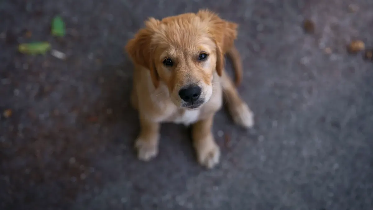 Dog waiting beside a bowl