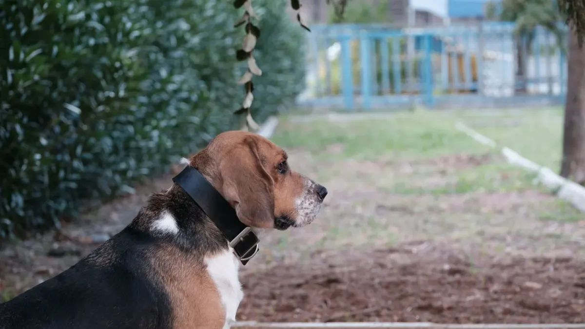 Dog waiting beside a bowl