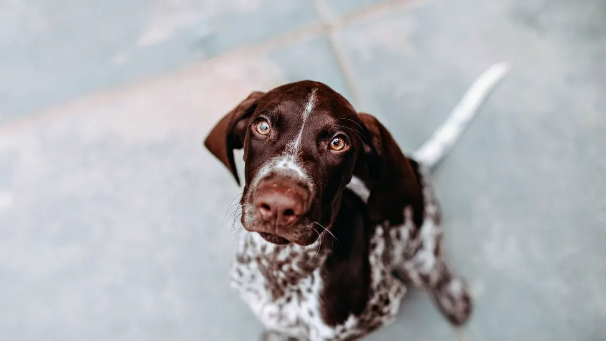 Dog waiting beside food bowl