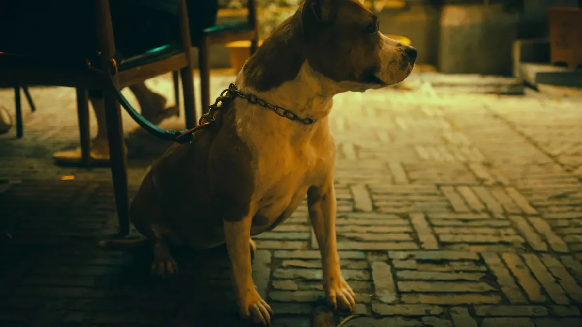 Dog waiting beside food bowl