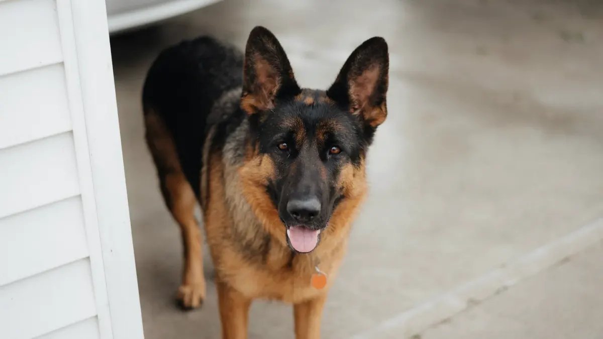 Dog waiting beside food bowl