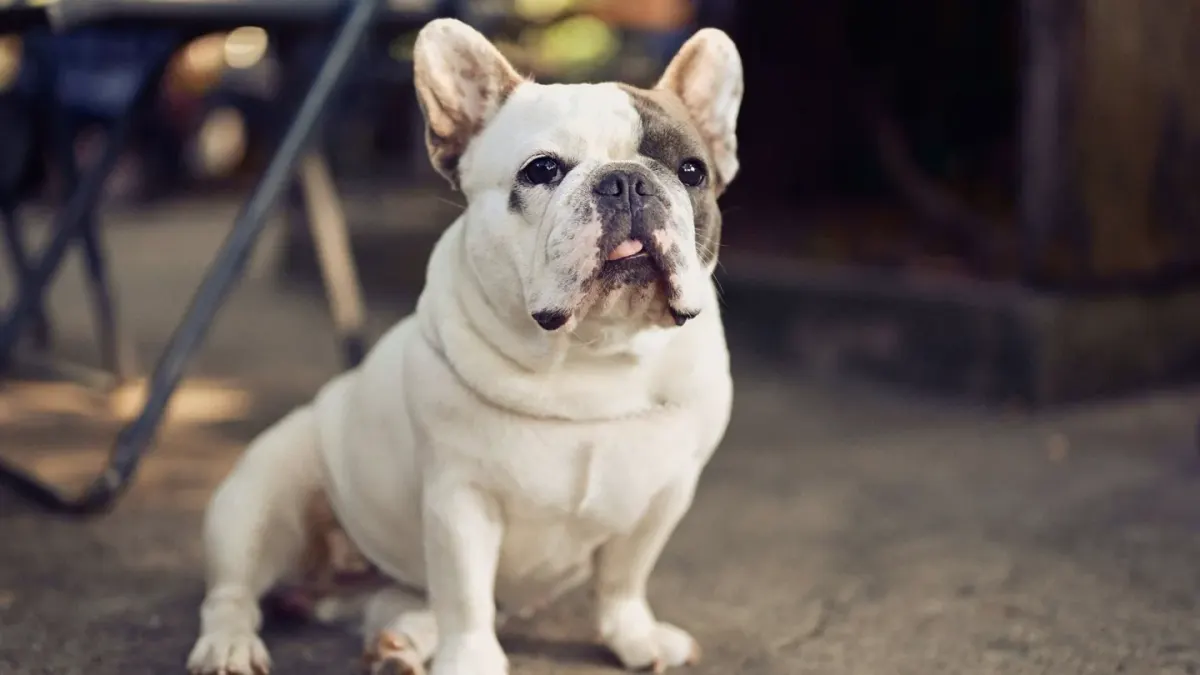 Dog waiting beside food bowl